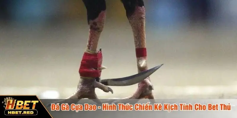 Đá Gà Cựa Dao - Hình Thức Chiến Kê Kịch Tính Cho Bet Thủ đá gà cựa dao