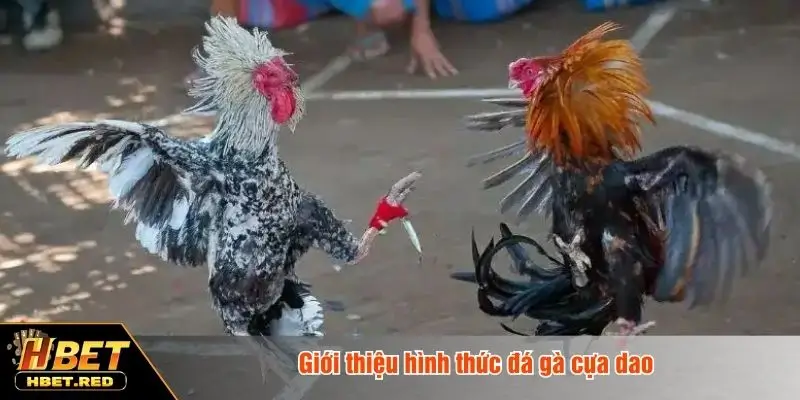 Đá Gà Cựa Dao - Hình Thức Chiến Kê Kịch Tính Cho Bet Thủ Giới thiệu hình thức đá gà cựa dao