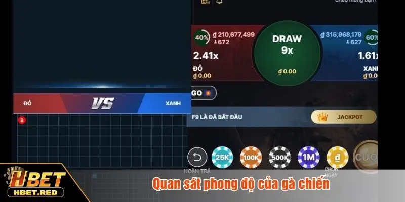 Chia Sẻ 10+ Mẹo Cược Đá Gà Thắng Lớn Từ Các Cao Thủ Quan sát phong độ của gà chiến