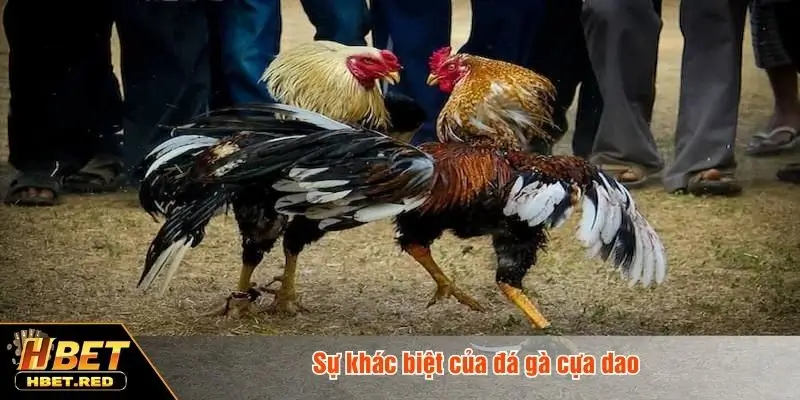 Đá Gà Cựa Dao - Hình Thức Chiến Kê Kịch Tính Cho Bet Thủ Đá gà cựa dao khác gì hình thức truyền thống?